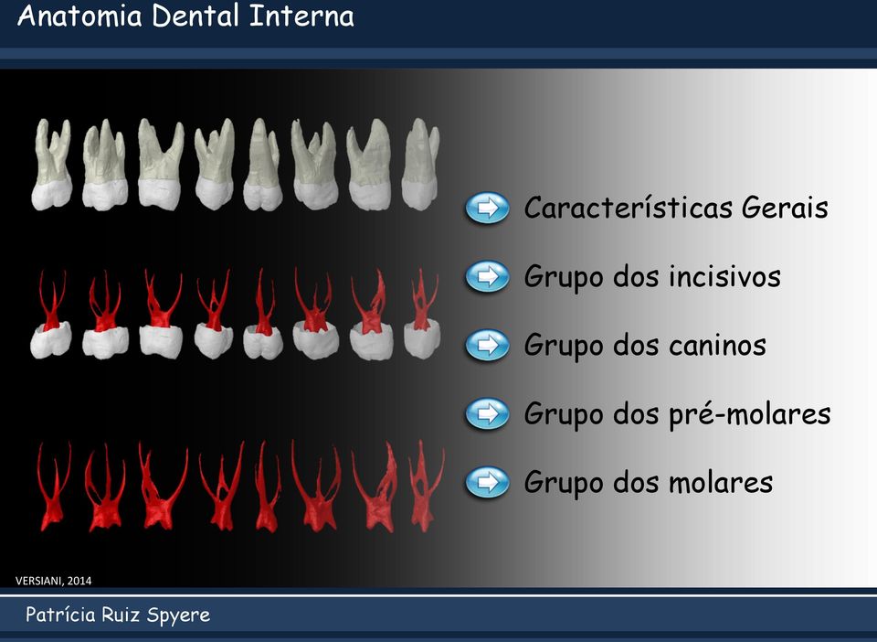 incisivos Grupo dos caninos Grupo