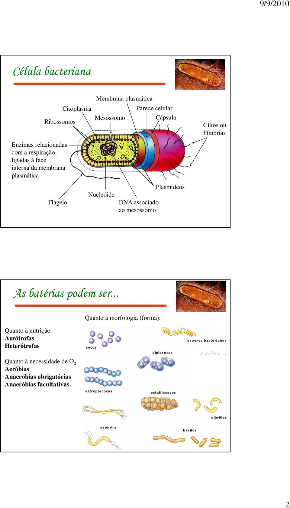 ao mesossomo Plasmídeos Cílios ou Fímbrias As batérias podem ser.