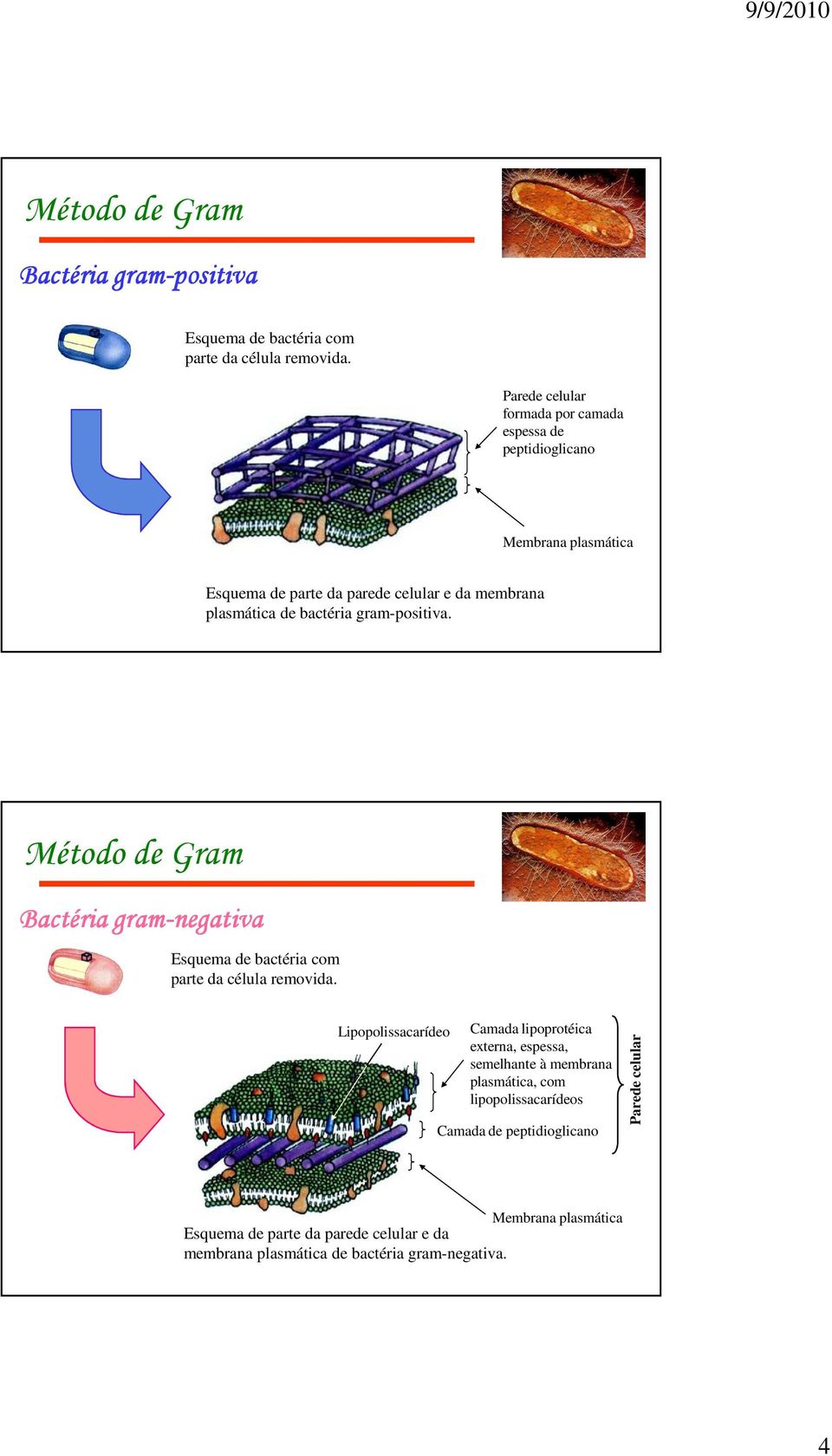 bactéria gram-positiva. Método de Gram Bactéria gram-negativa Esquema de bactéria com parte da célula removida.