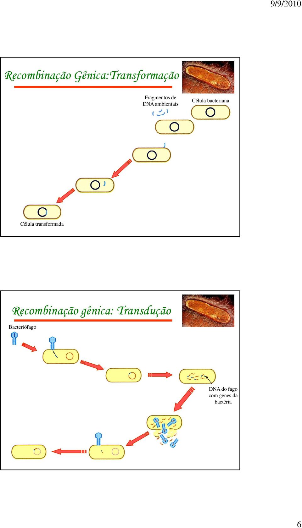 transformada Recombinação gênica: Transdução