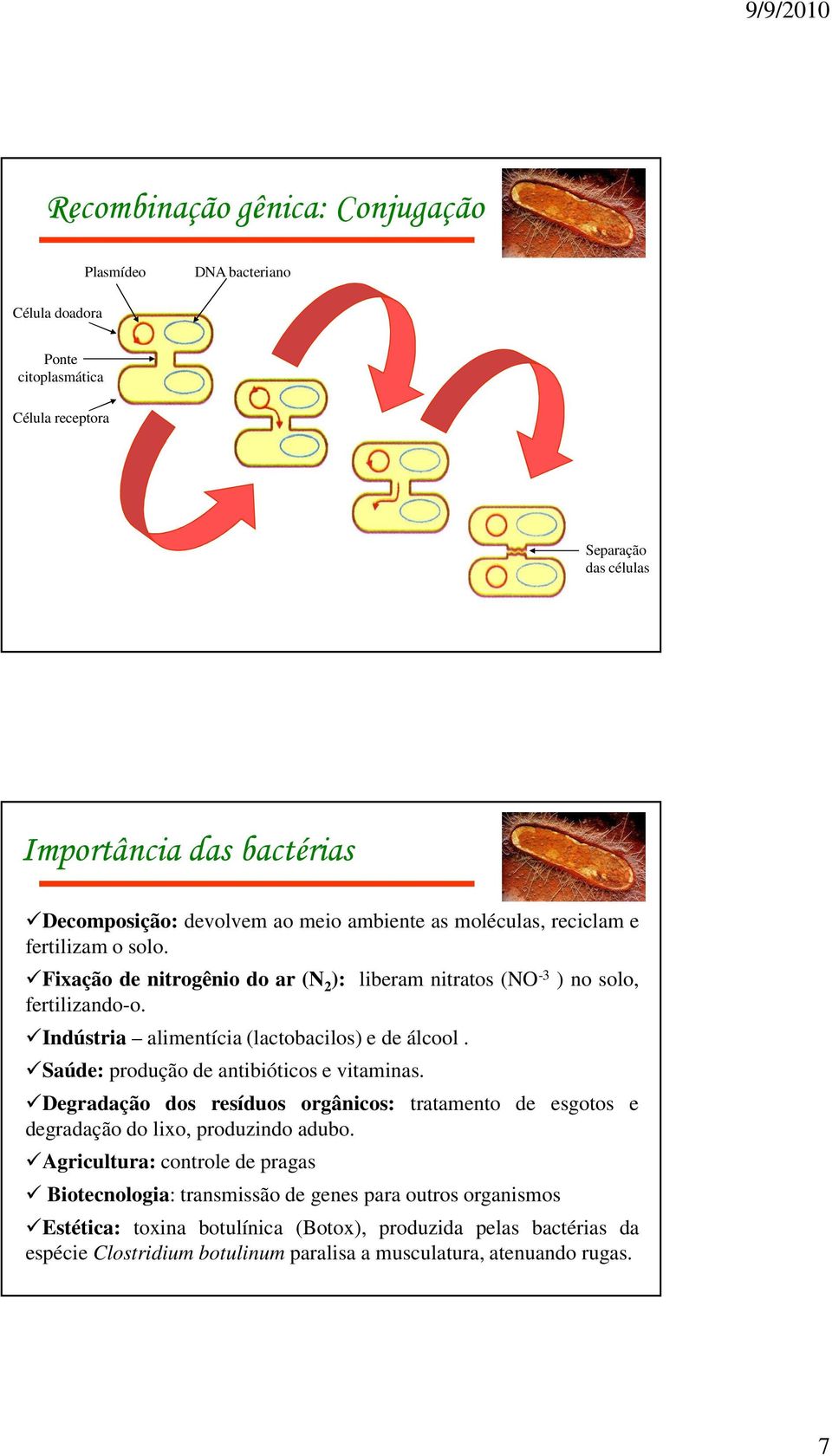 Indústria alimentícia (lactobacilos) e de álcool. Saúde: produção de antibióticos e vitaminas.