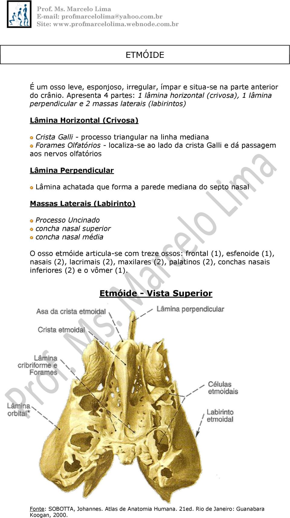 mediana Forames Olfatórios - localiza-se ao lado da crista Galli e dá passagem aos nervos olfatórios Lâmina Perpendicular Lâmina achatada que forma a parede mediana do septo nasal