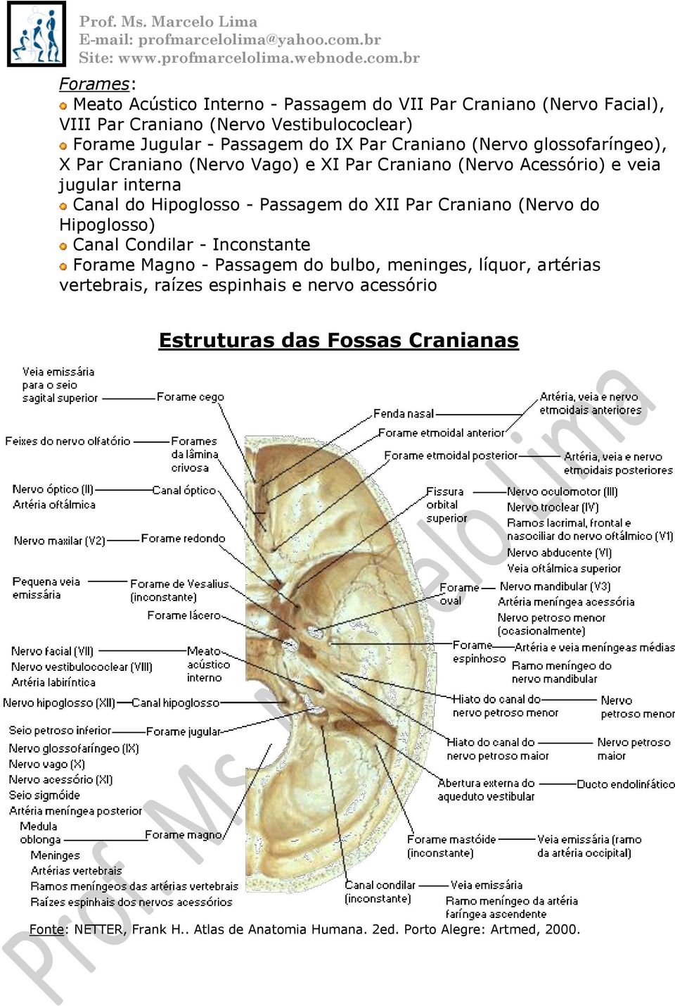 Passagem do XII Par Craniano (Nervo do Hipoglosso) Canal Condilar - Inconstante Forame Magno - Passagem do bulbo, meninges, líquor, artérias