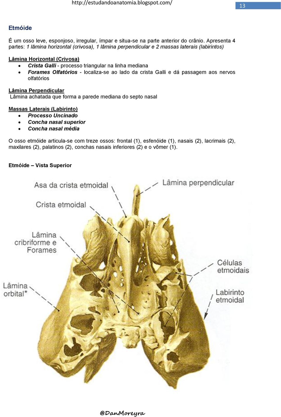 mediana Forames Olfatórios - localiza-se ao lado da crista Galli e dá passagem aos nervos olfatórios Lâmina Perpendicular Lâmina achatada que forma a parede mediana do septo nasal