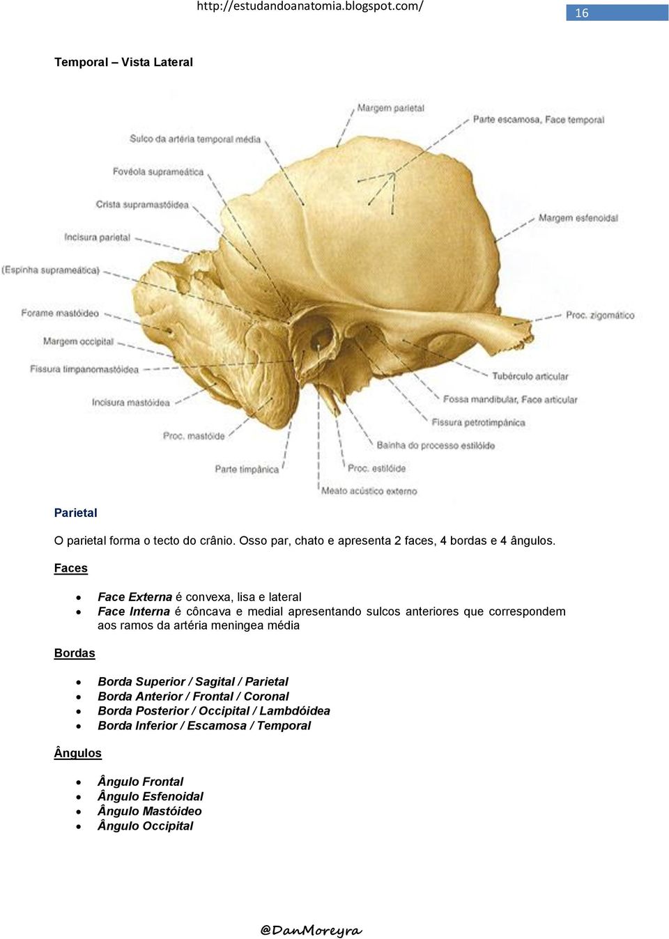 ramos da artéria meningea média Bordas Borda Superior / Sagital / Parietal Borda Anterior / Frontal / Coronal Borda Posterior /