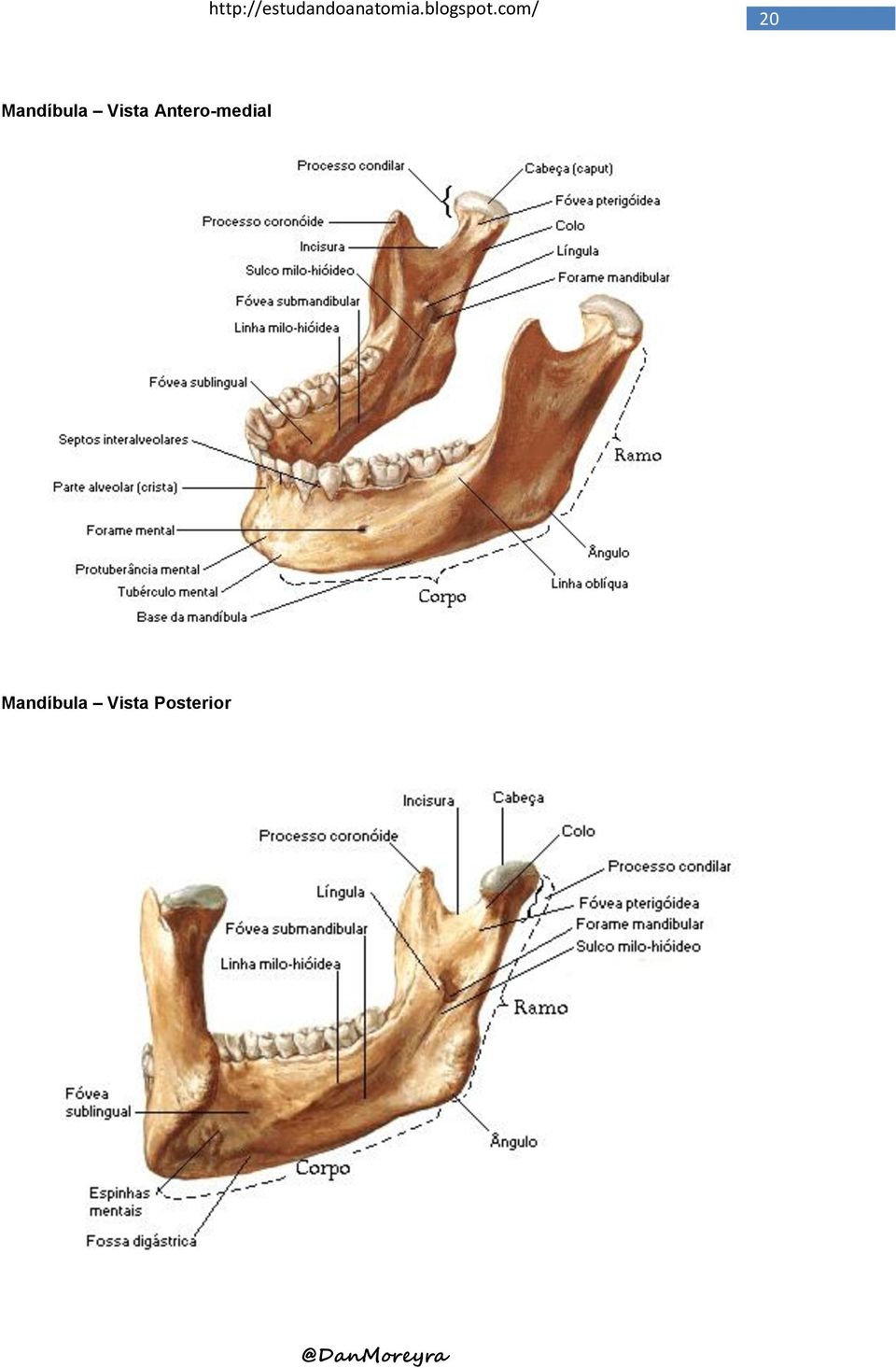 Antero-medial