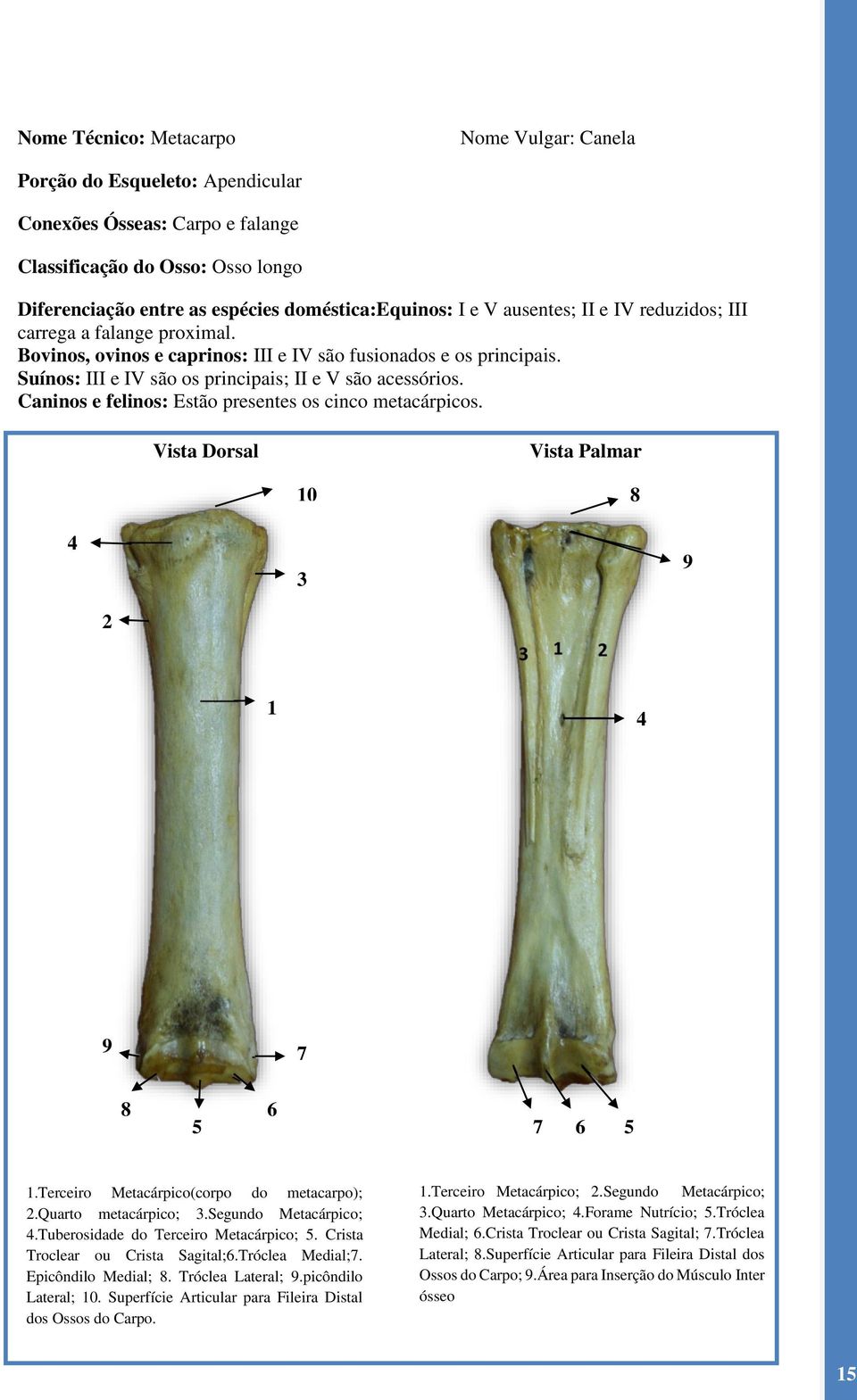 Caninos e felinos: Estão presentes os cinco metacárpicos. Vista Dorsal Vista Palmar 0 8 9 9 7 8 7.Terceiro Metacárpico(corpo do metacarpo);.quarto metacárpico;.segundo Metacárpico;.