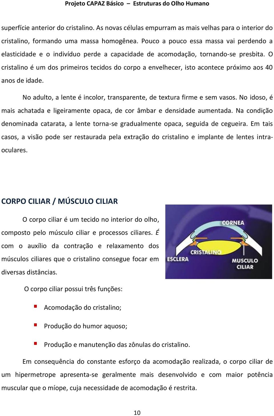 O cristalino é um dos primeiros tecidos do corpo a envelhecer, isto acontece próximo aos 40 anos de idade. No adulto, a lente é incolor, transparente, de textura firme e sem vasos.