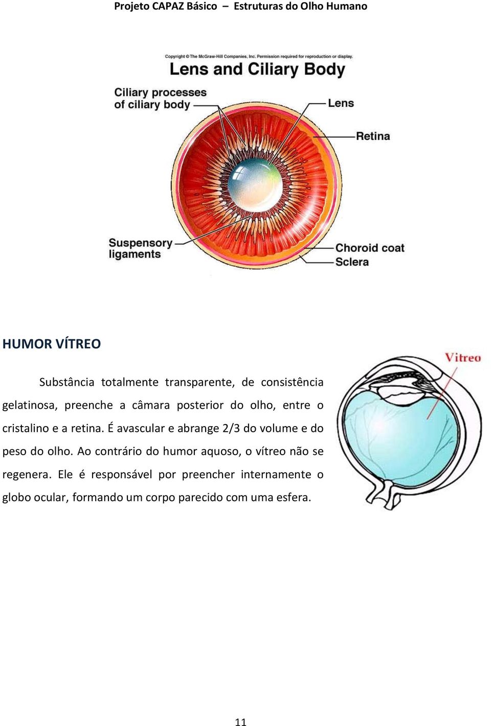 É avascular e abrange 2/3 do volume e do peso do olho.