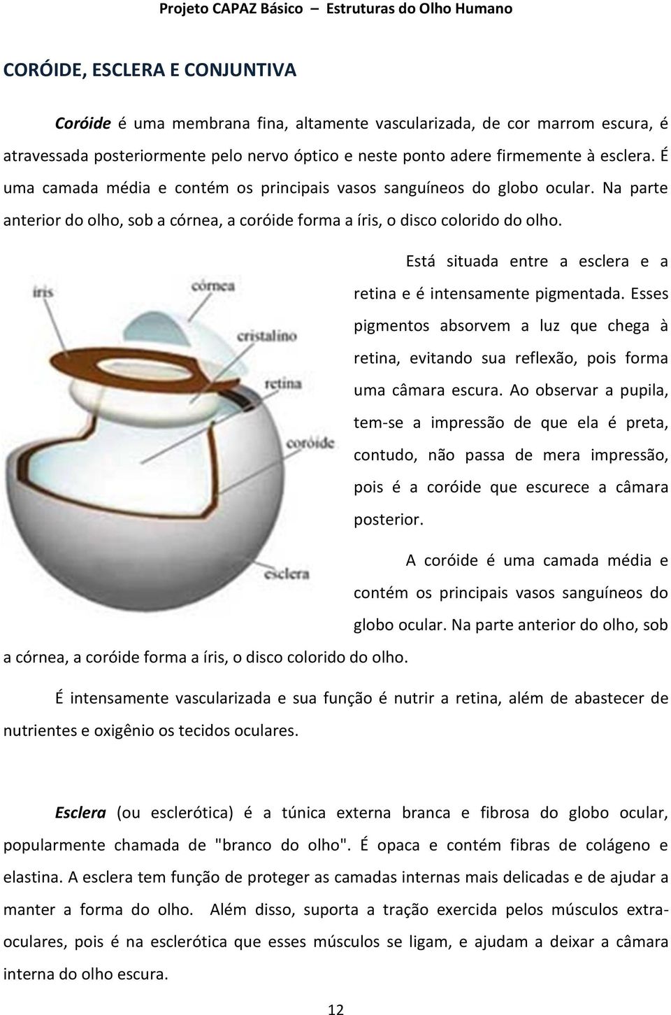 Está situada entre a esclera e a retina e é intensamente pigmentada. Esses pigmentos absorvem a luz que chega à retina, evitando sua reflexão, pois forma uma câmara escura.