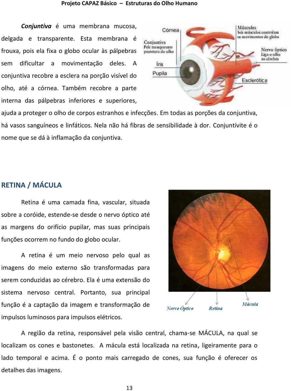 Em todas as porções da conjuntiva, há vasos sanguíneos e linfáticos. Nela não há fibras de sensibilidade à dor. Conjuntivite é o nome que se dá à inflamação da conjuntiva.