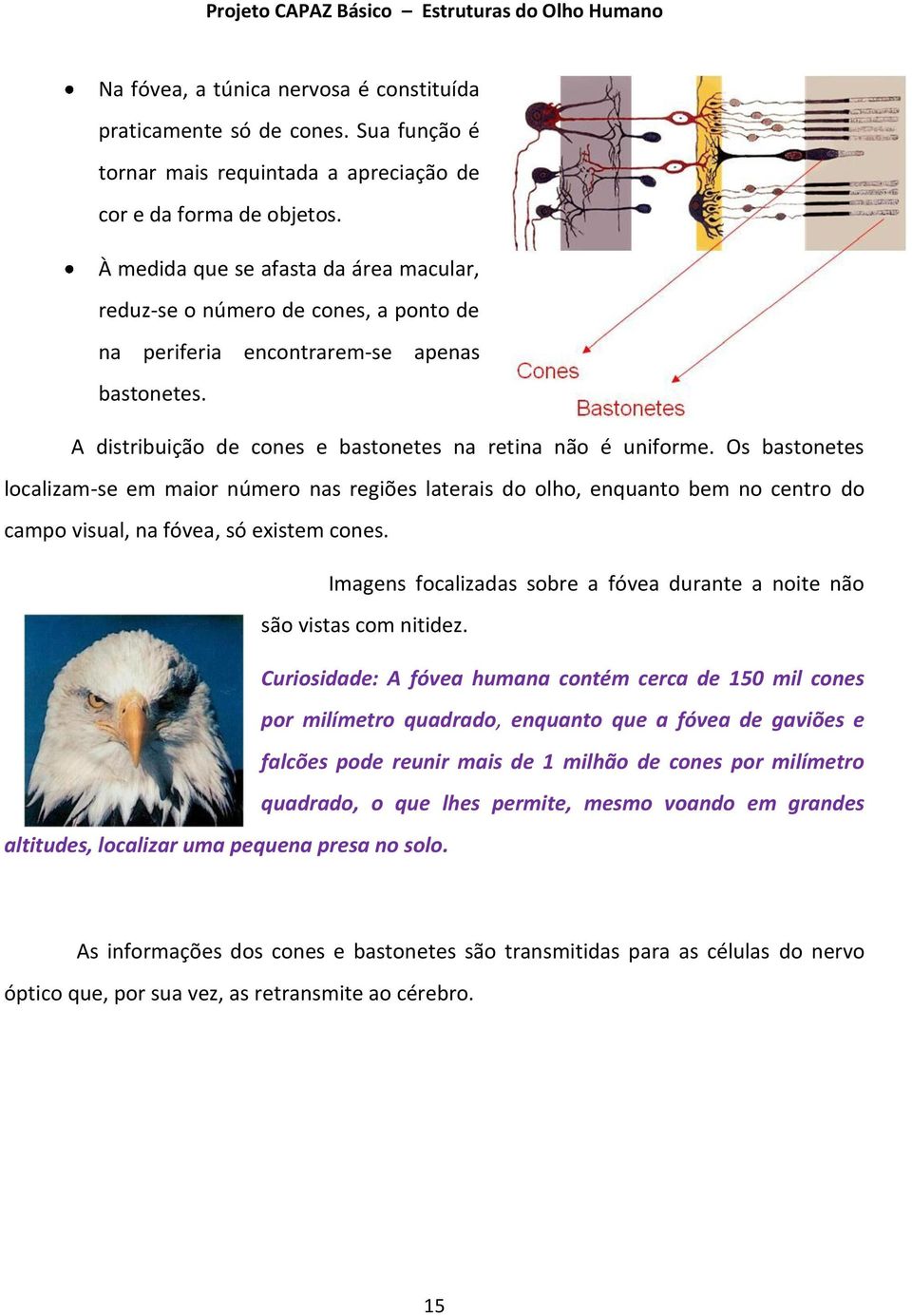 Os bastonetes localizam-se em maior número nas regiões laterais do olho, enquanto bem no centro do campo visual, na fóvea, só existem cones.