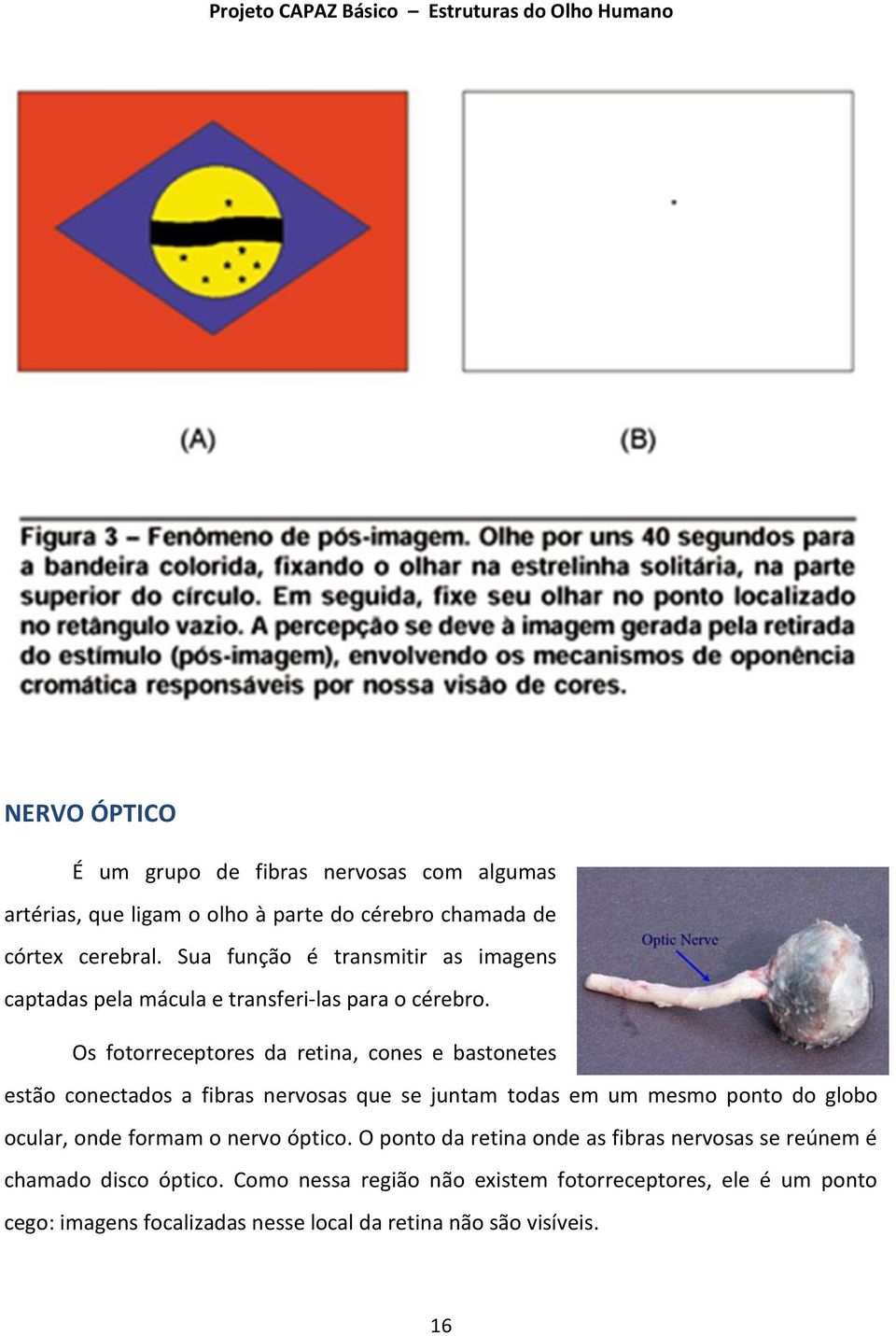 Os fotorreceptores da retina, cones e bastonetes estão conectados a fibras nervosas que se juntam todas em um mesmo ponto do globo ocular, onde