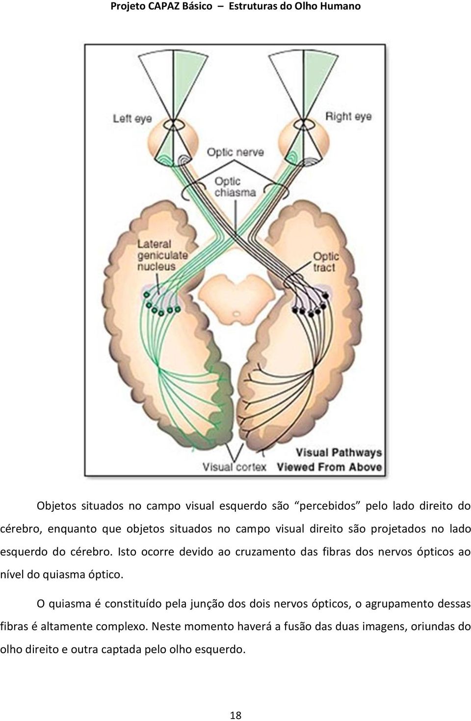 Isto ocorre devido ao cruzamento das fibras dos nervos ópticos ao nível do quiasma óptico.