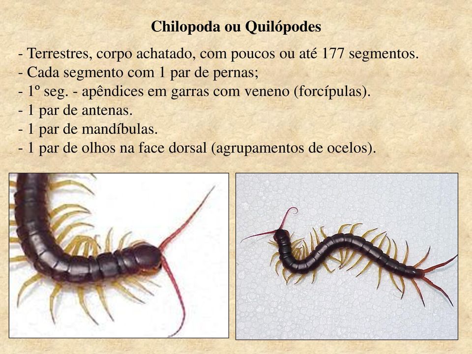 - apêndices em garras com veneno (forcípulas). - 1 par de antenas.