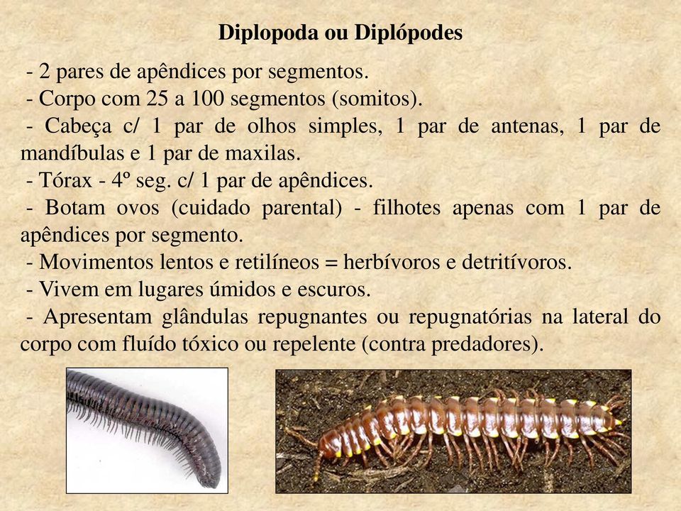 - Botam ovos (cuidado parental) - filhotes apenas com 1 par de apêndices por segmento.