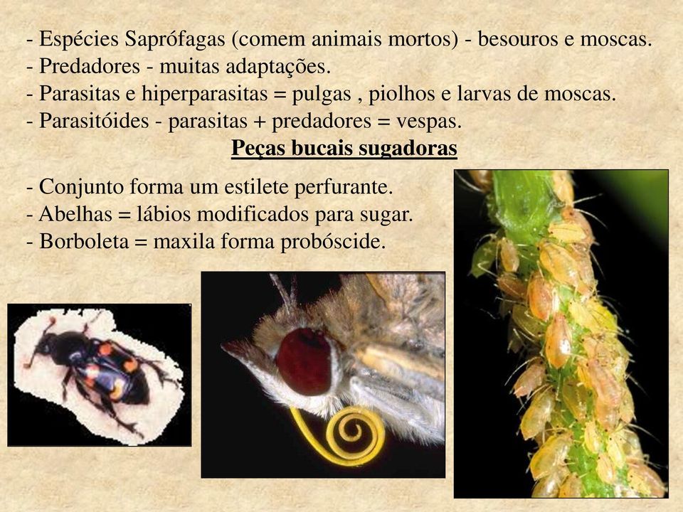 - Parasitas e hiperparasitas = pulgas, piolhos e larvas de moscas.