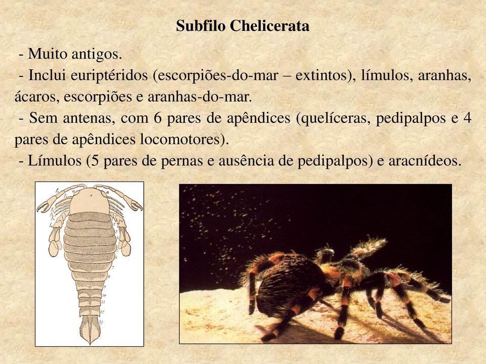 escorpiões e aranhas-do-mar.