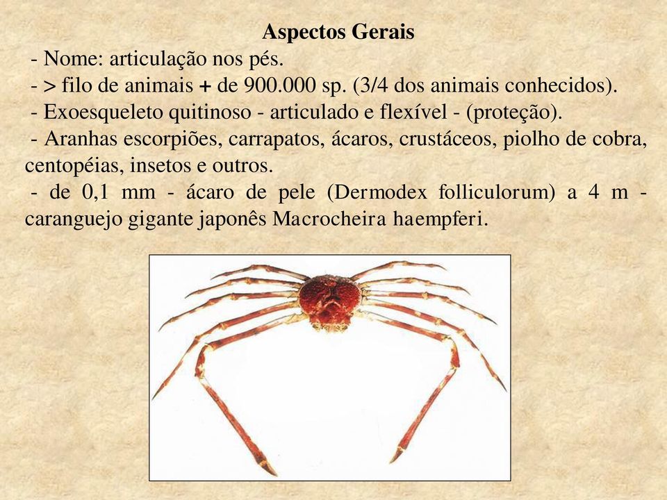 - Aranhas escorpiões, carrapatos, ácaros, crustáceos, piolho de cobra, centopéias, insetos e