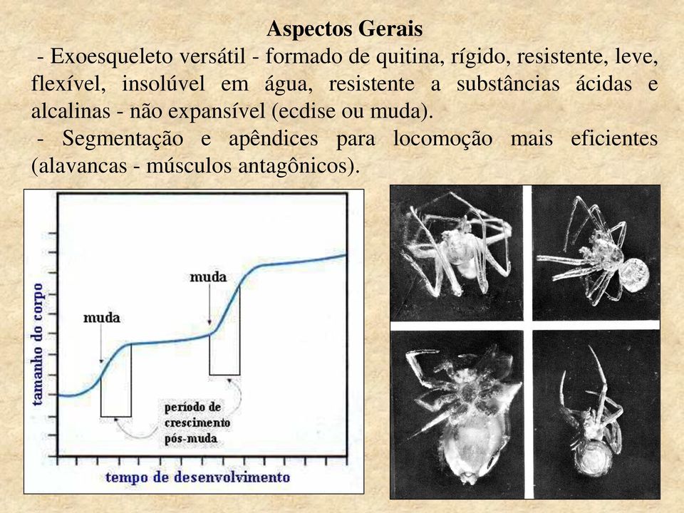 ácidas e alcalinas - não expansível (ecdise ou muda).