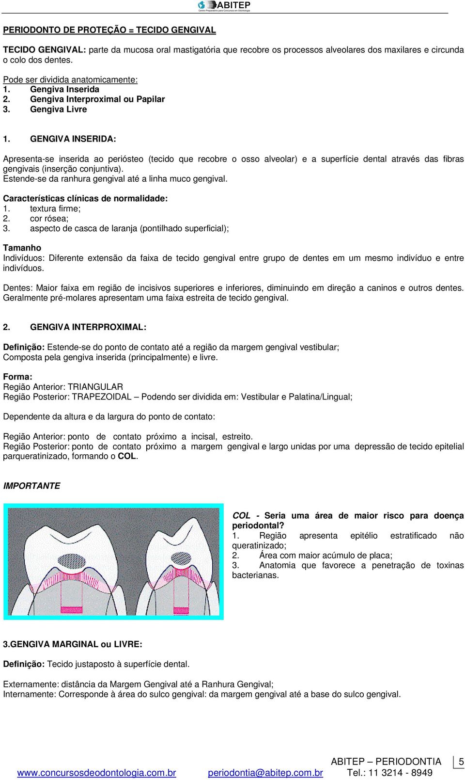 GENGIVA INSERIDA: Apresenta-se inserida ao periósteo (tecido que recobre o osso alveolar) e a superfície dental através das fibras gengivais (inserção conjuntiva).