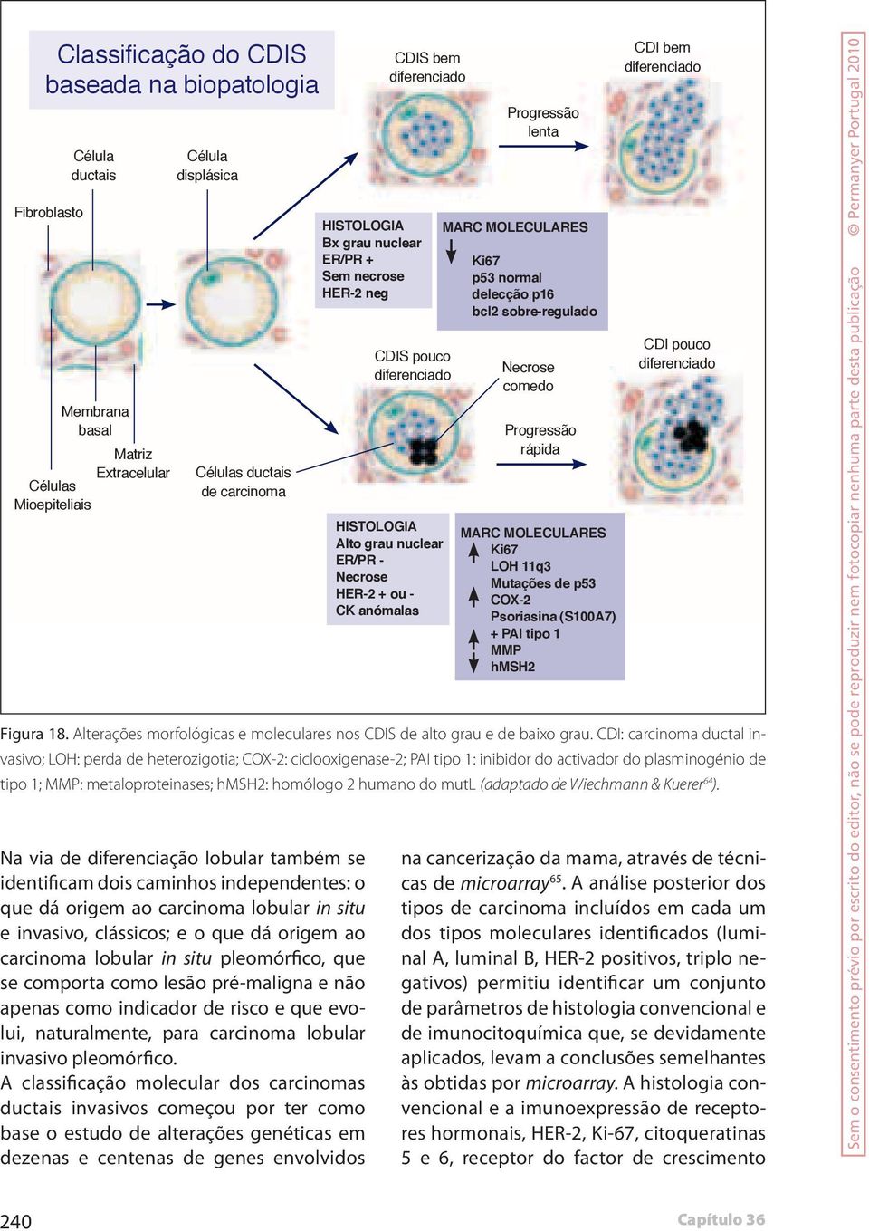 CDI: carcinoma ductal invasivo; LOH: perda de heterozigotia; COX-2: ciclooxigenase-2; PAI tipo 1: inibidor do activador do plasminogénio de tipo 1; MMP: metaloproteinases; hmsh2: homólogo 2 humano do