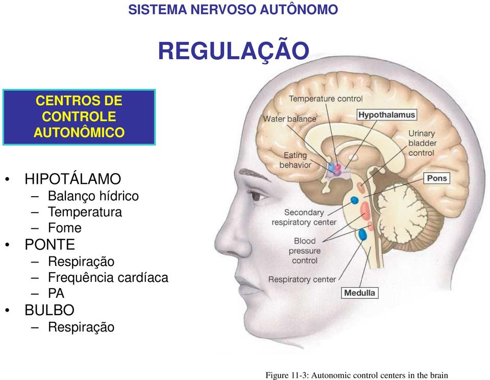 PONTE Respiração Frequência cardíaca PA BULBO