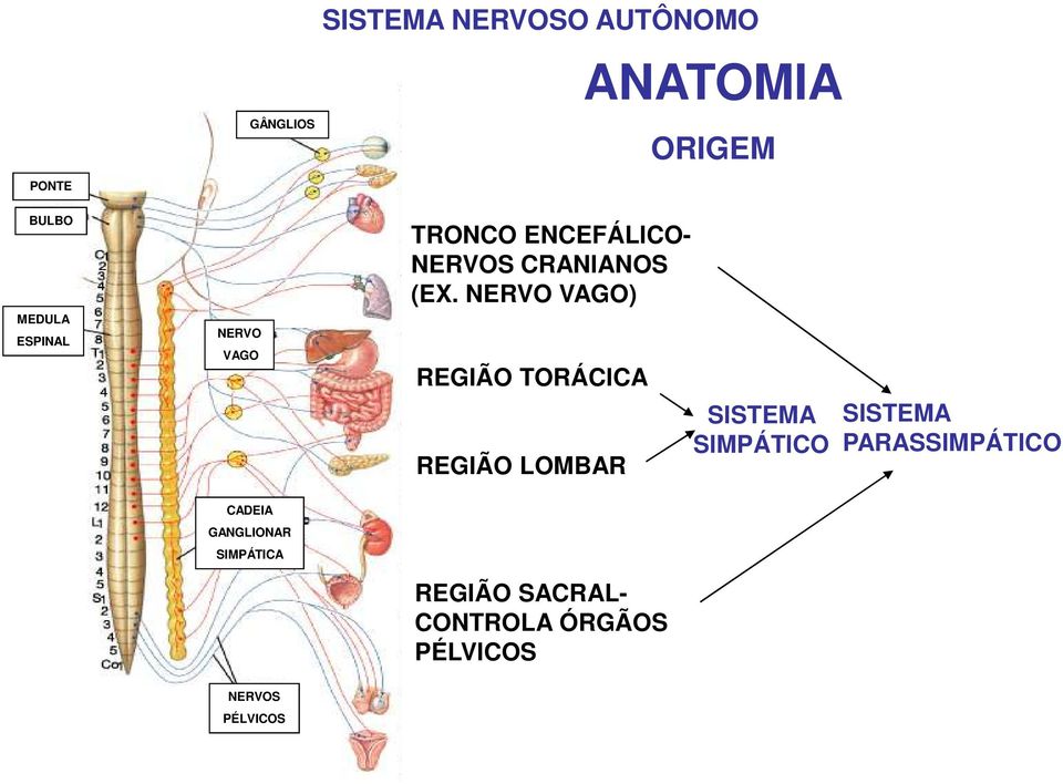 NERVO VAGO) REGIÃO TORÁCICA REGIÃO LOMBAR SISTEMA SIMPÁTICO SISTEMA