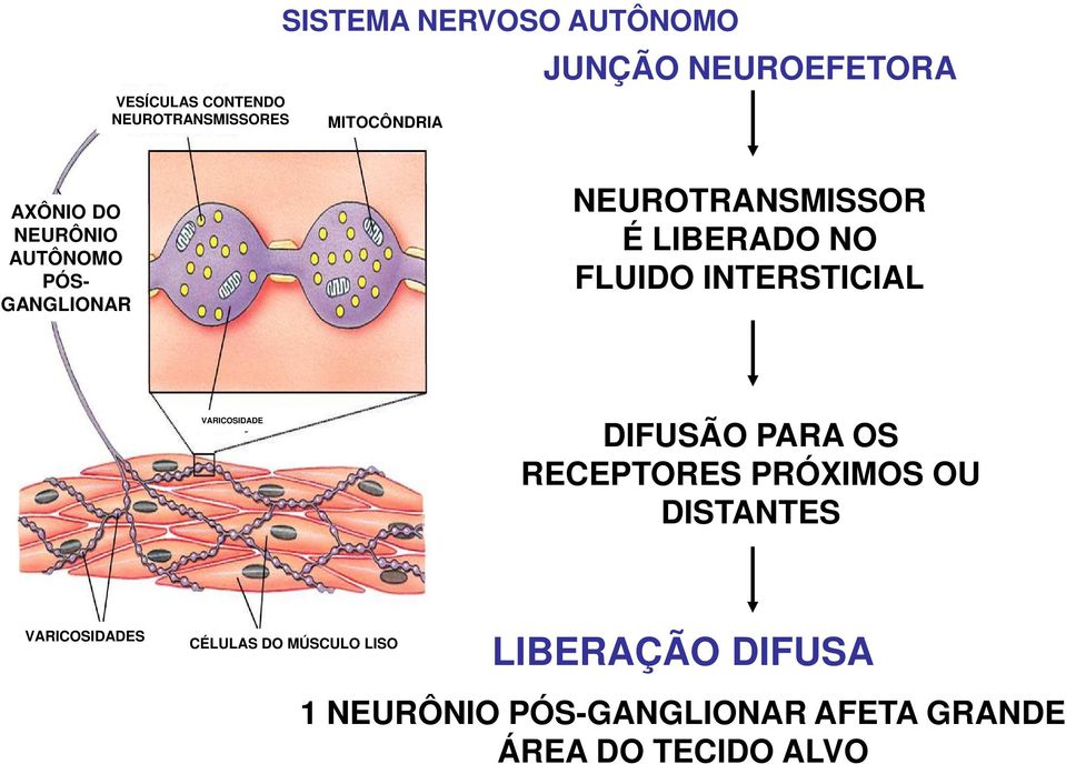 FLUIDO INTERSTICIAL VARICOSIDADE DIFUSÃO PARA OS RECEPTORES PRÓXIMOS OU DISTANTES