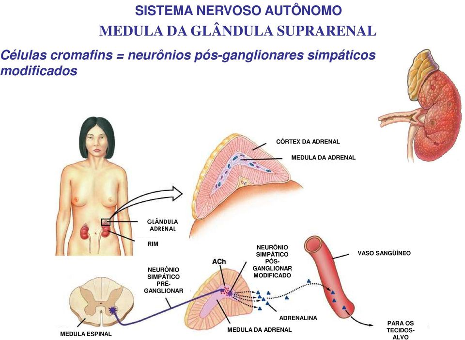 ADRENAL RIM NEURÔNIO SIMPÁTICO PRÉ- GANGLIONAR G NEURÔNIO SIMPÁTICO PÓS- GANGLIONAR