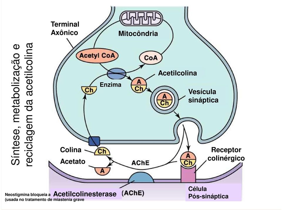 sináptica Receptor colinérgico Acetilcolinesterase Neostigmina