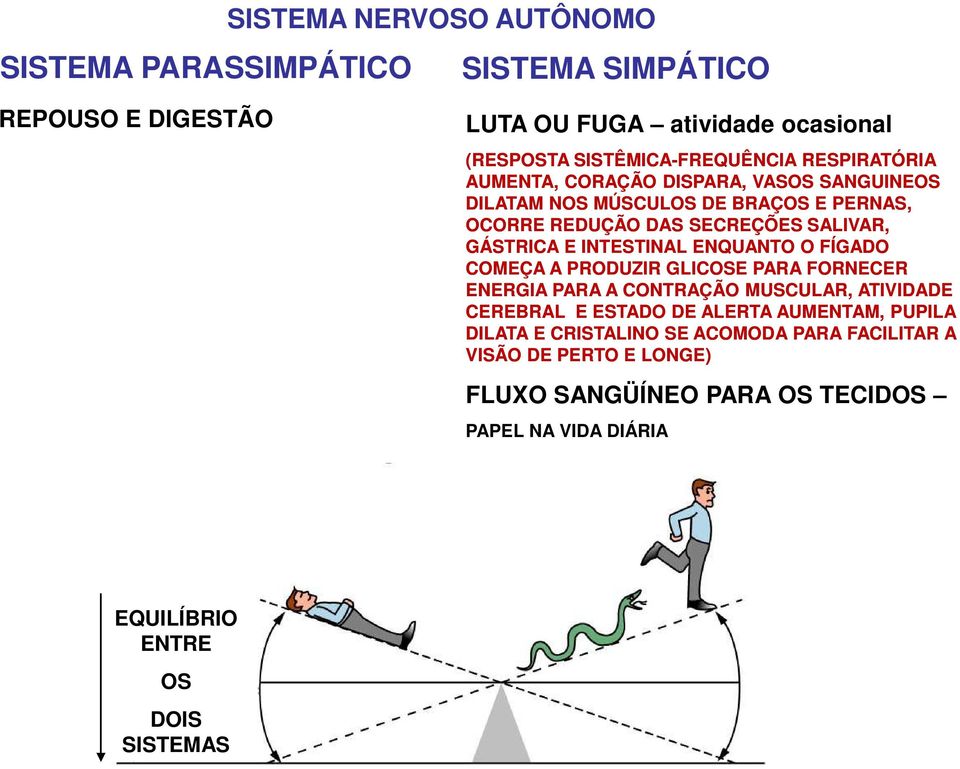 INTESTINAL ENQUANTO O FÍGADO COMEÇA A PRODUZIR GLICOSE PARA FORNECER ENERGIA PARA A CONTRAÇÃO MUSCULAR, ATIVIDADE CEREBRAL E ESTADO DE ALERTA AUMENTAM,