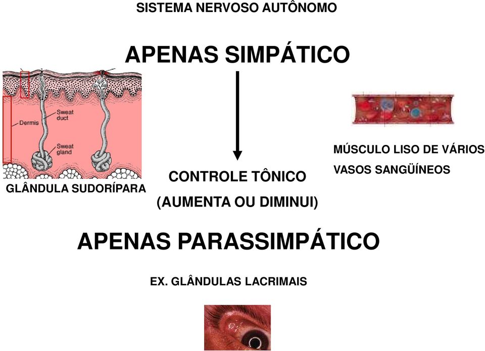 CONTROLE TÔNICO (AUMENTA OU DIMINUI) VASOS