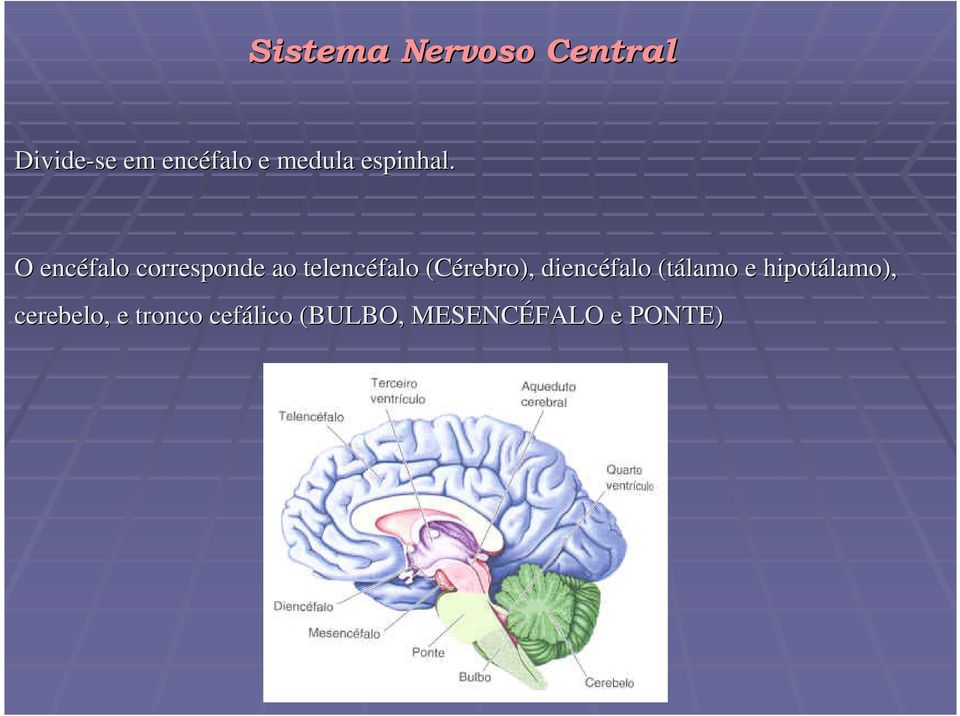 O encéfalo corresponde ao telencéfalo (Cérebro),