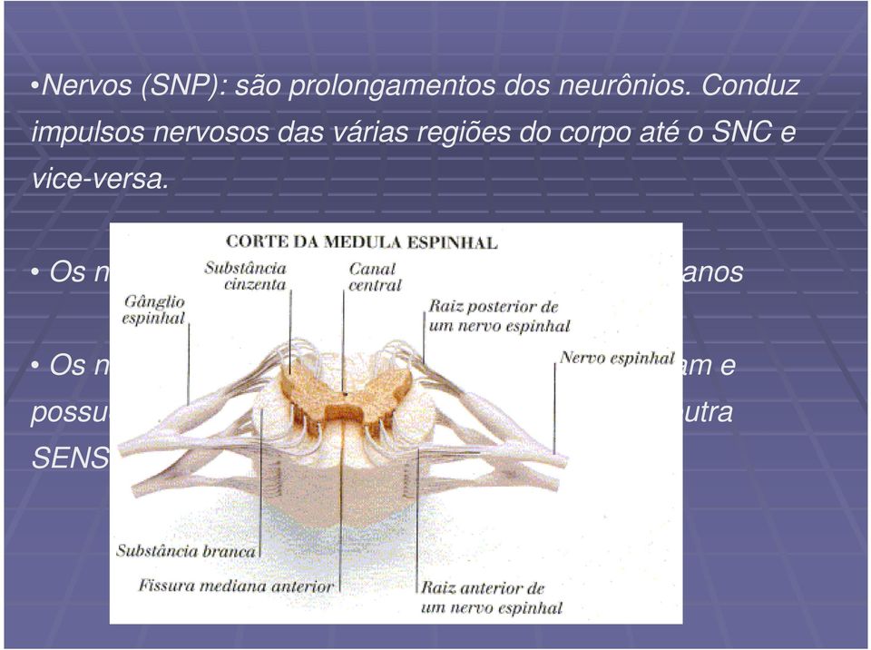 Os nervos que se ligam ao encéfalo: nervos cranianos Os nervos raquidianos se