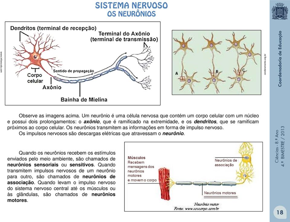celular. Os neurônios transmitem as informações em forma de impulso nervoso. Os impulsos nervosos são descargas elétricas que atravessam o neurônio.