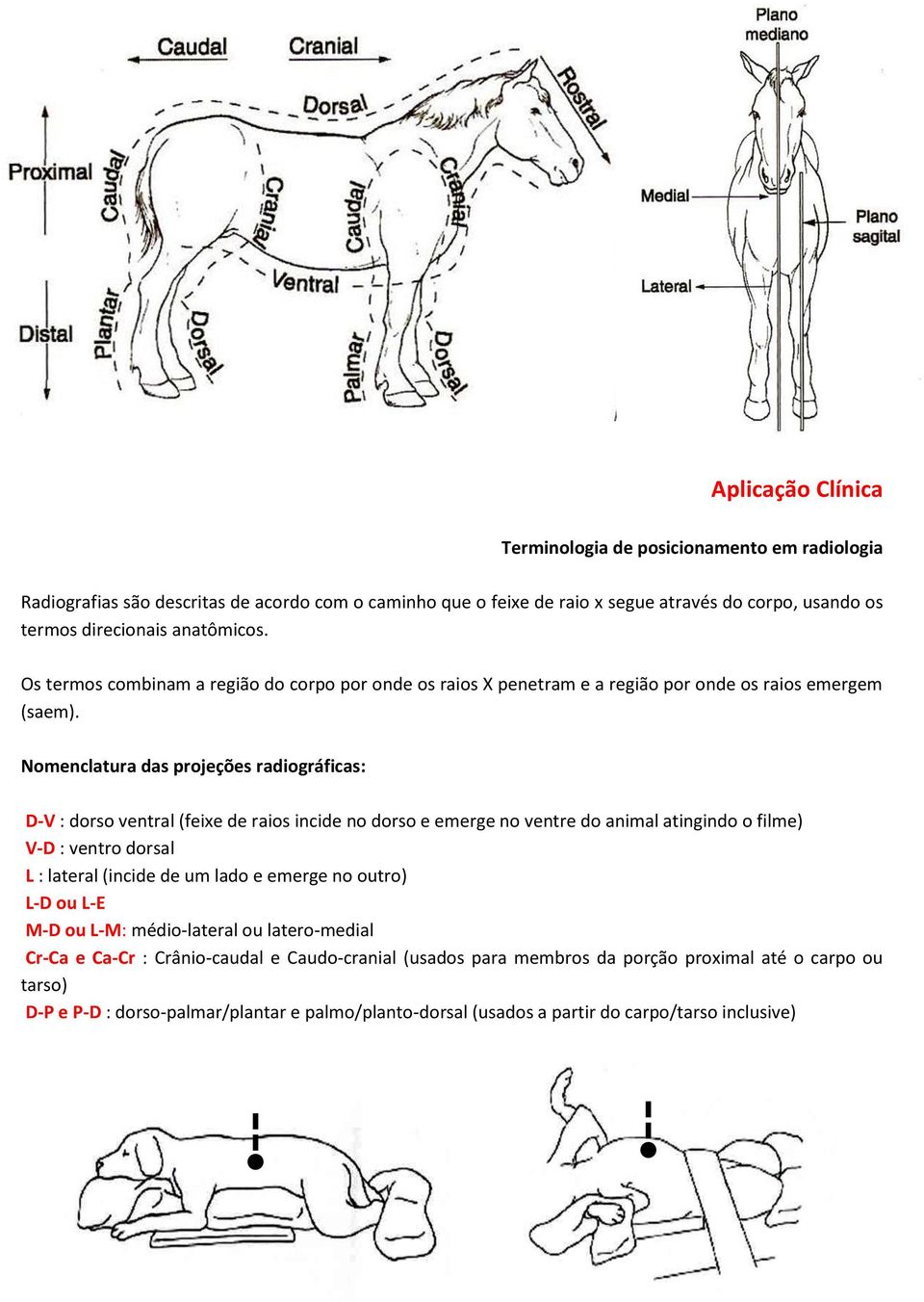 Nomenclatura das projeções radiográficas: D-V : dorso ventral (feixe de raios incide no dorso e emerge no ventre do animal atingindo o filme) V-D : ventro dorsal L : lateral (incide de um lado e