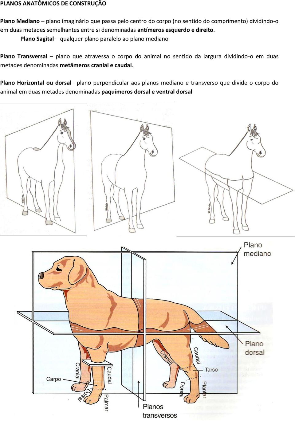 Plano Sagital qualquer plano paralelo ao plano mediano Plano Transversal plano que atravessa o corpo do animal no sentido da largura dividindo-o