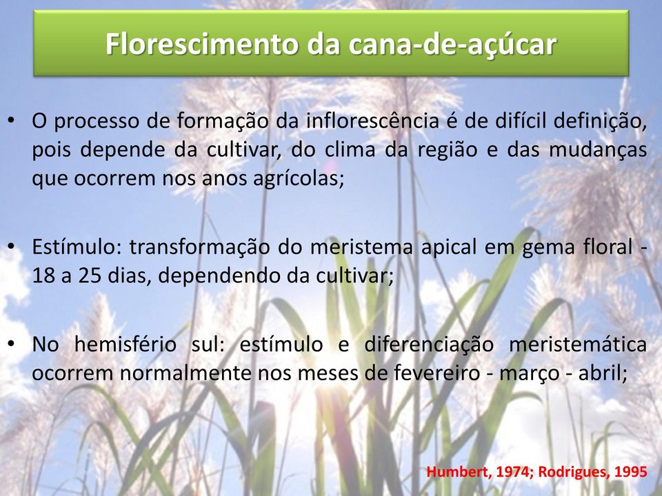 transformação do meristema apical em gema floral - 18 a 25 dias, dependendo da cultivar; No hemisfério sul: