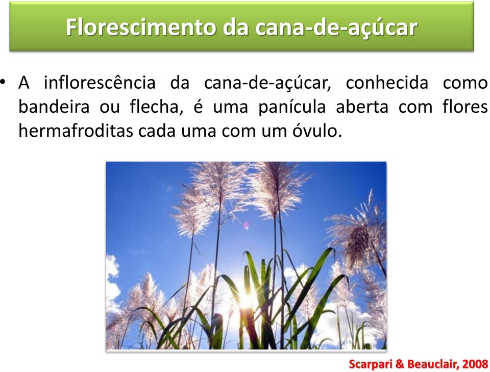 flecha, é uma panícula aberta com flores