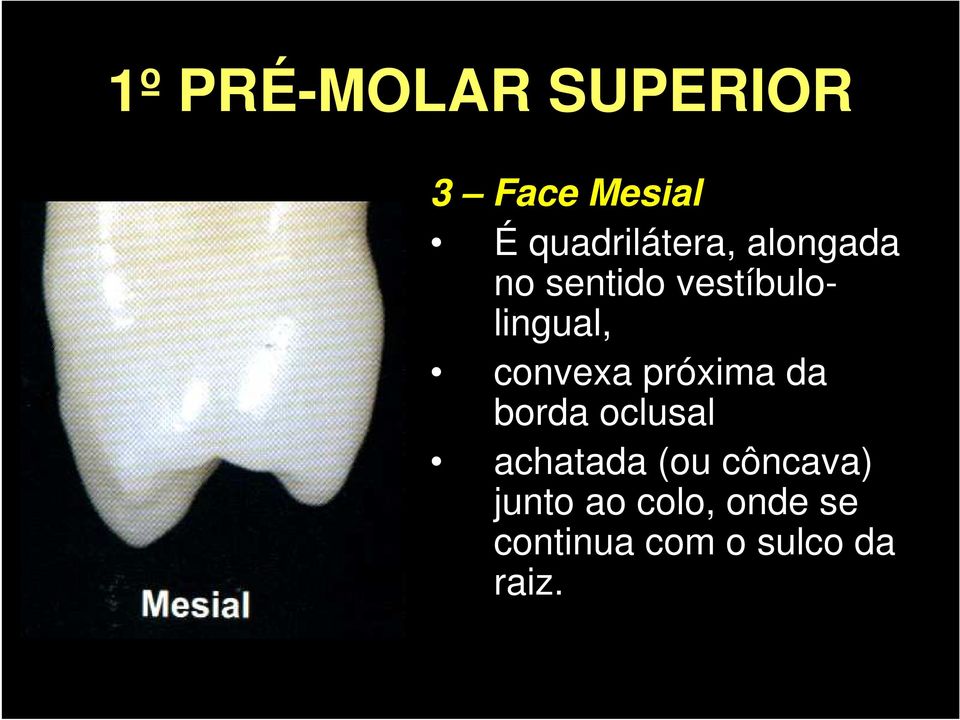 da borda oclusal achatada (ou côncava)