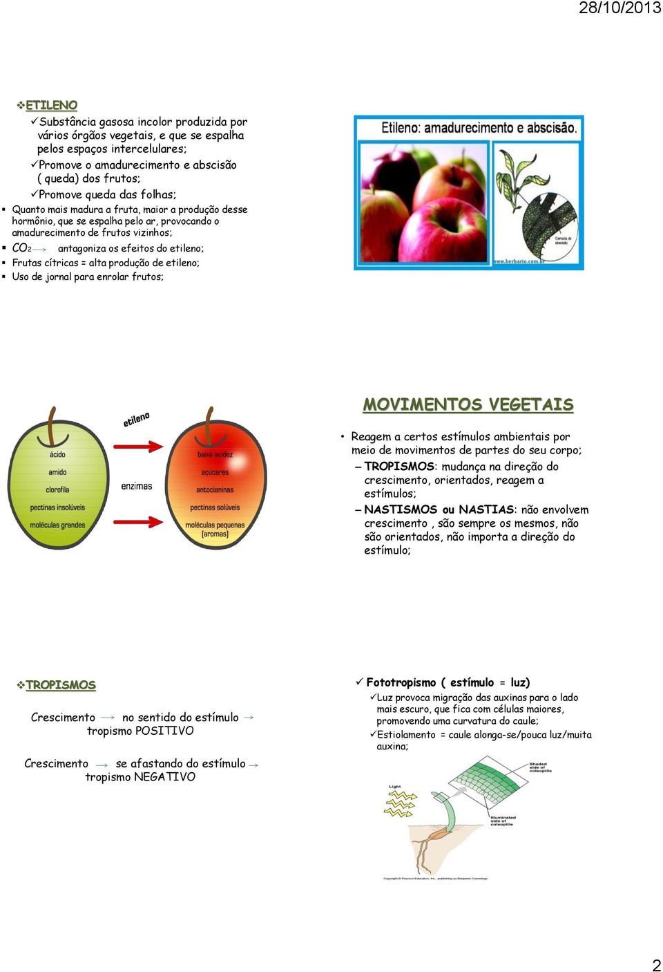 alta produção de etileno; Uso de jornal para enrolar frutos; MOVIMENTOS VEGETAIS Reagem a certos estímulos ambientais por meio de movimentos de partes do seu corpo; TROPISMOS: mudança na direção do