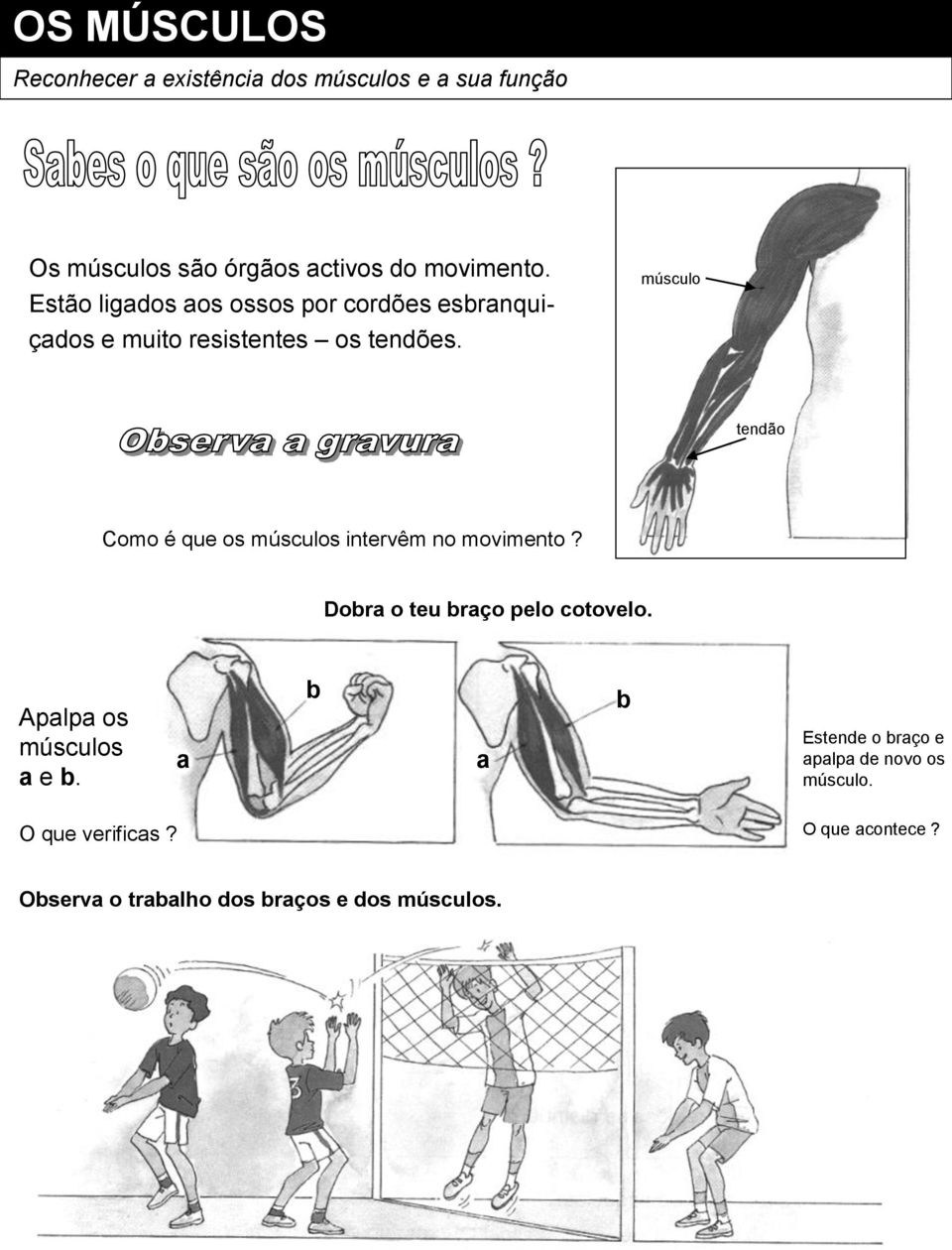 músculo tendão Como é que os músculos intervêm no movimento? Dobra o teu braço pelo cotovelo.