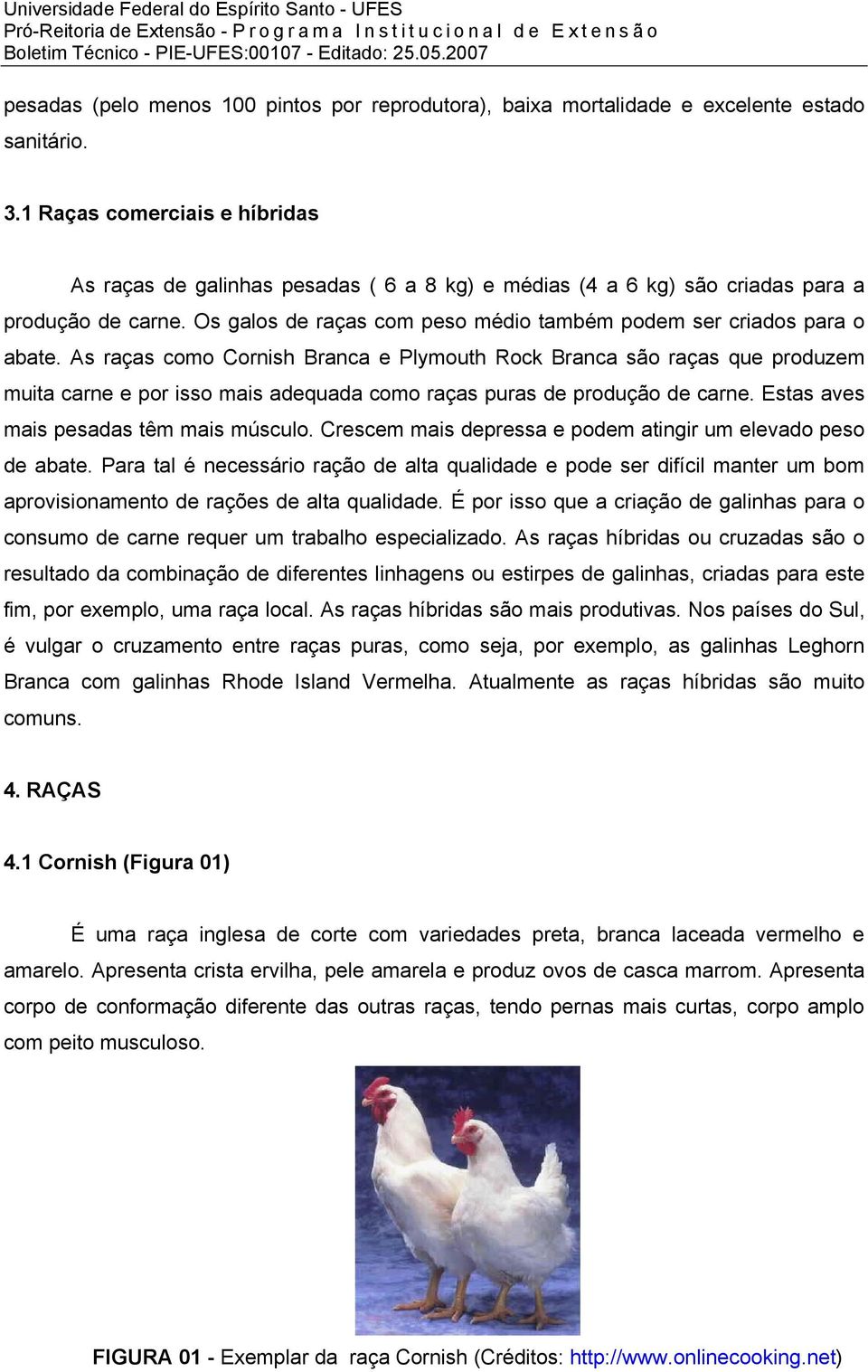 As raças como Cornish Branca e Plymouth Rock Branca são raças que produzem muita carne e por isso mais adequada como raças puras de produção de carne. Estas aves mais pesadas têm mais músculo.