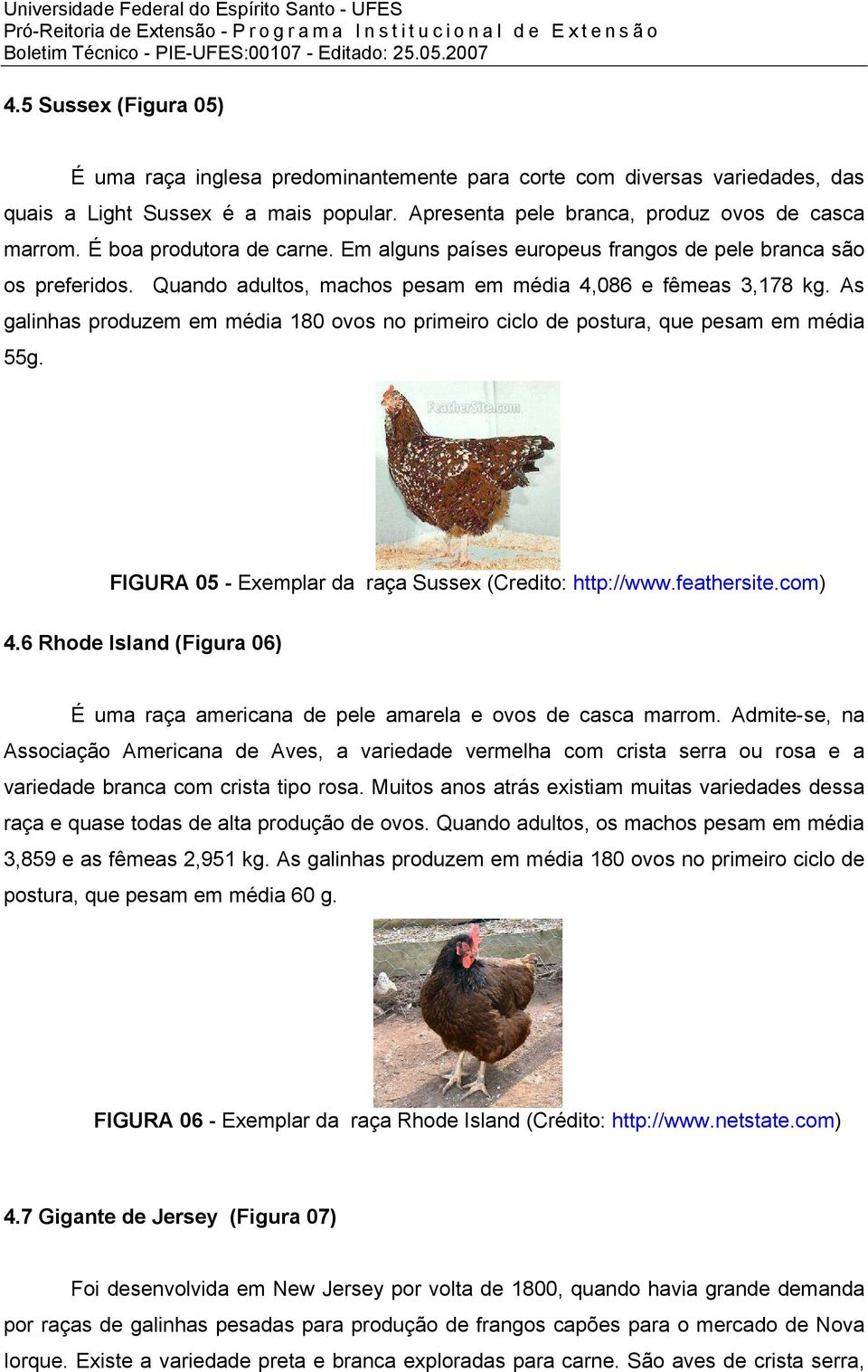As galinhas produzem em média 180 ovos no primeiro ciclo de postura, que pesam em média 55g. FIGURA 05 - Exemplar da raça Sussex (Credito: http://www.feathersite.com) 4.