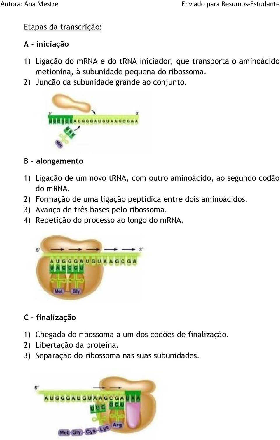 2) Formação de uma ligação peptídica entre dois aminoácidos. 3) Avanço de três bases pelo ribossoma. 4) Repetição do processo ao longo do mrna.