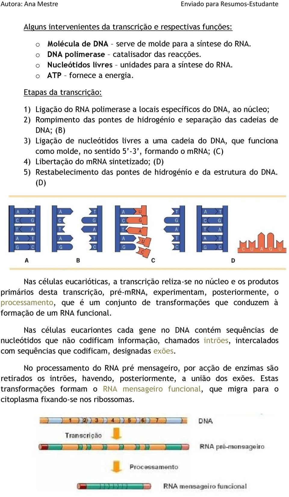 Etapas da transcrição: 1) Ligação do RNA polimerase a locais específicos do DNA, ao núcleo; 2) Rompimento das pontes de hidrogénio e separação das cadeias de DNA; (B) 3) Ligação de nucleótidos livres