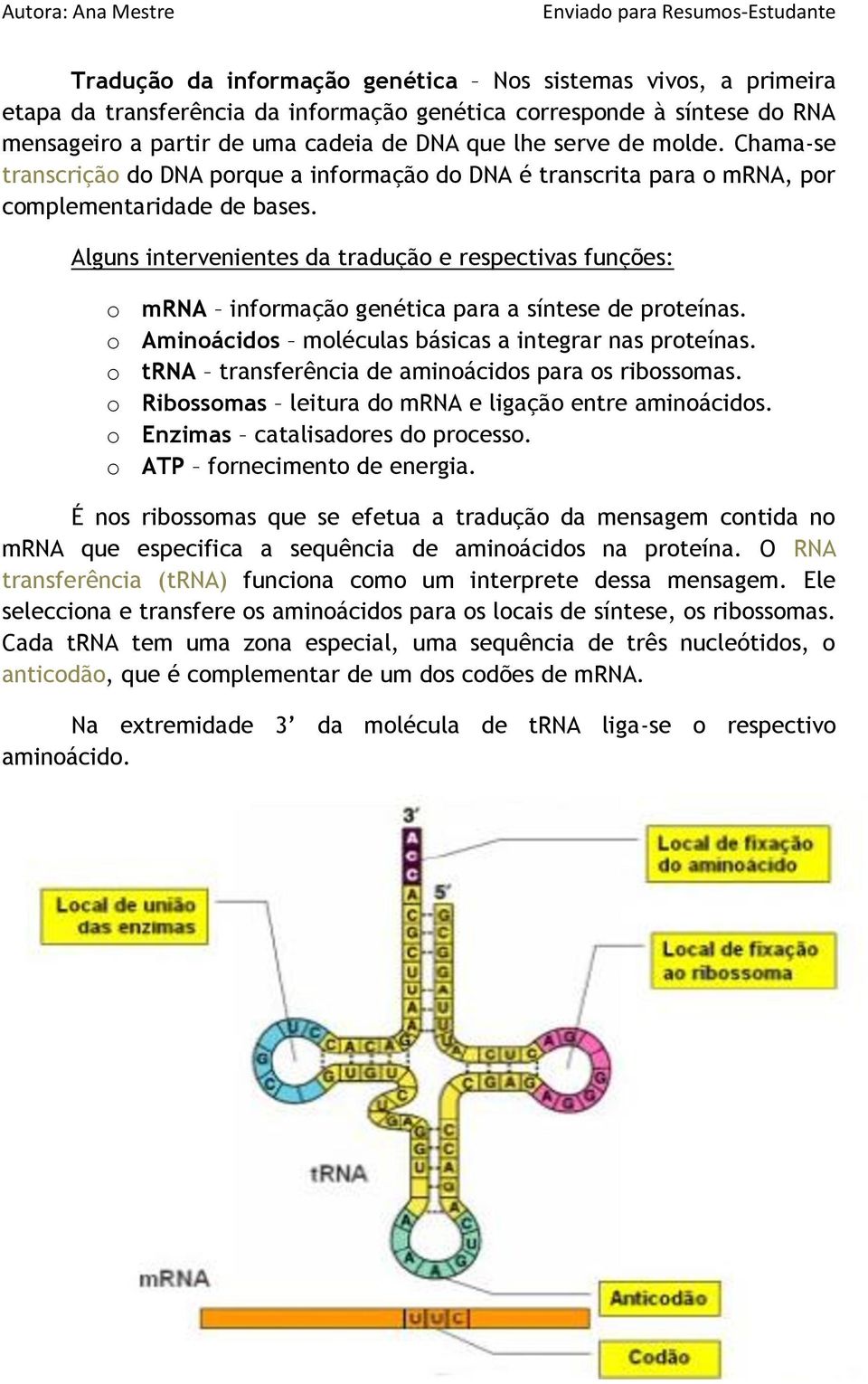 Alguns intervenientes da tradução e respectivas funções: o mrna informação genética para a síntese de proteínas. o Aminoácidos moléculas básicas a integrar nas proteínas.