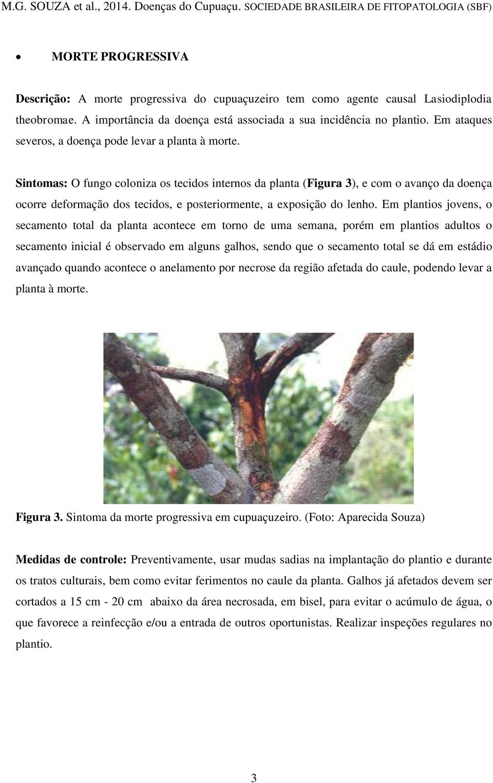 Sintomas: O fungo coloniza os tecidos internos da planta (Figura 3), e com o avanço da doença ocorre deformação dos tecidos, e posteriormente, a exposição do lenho.