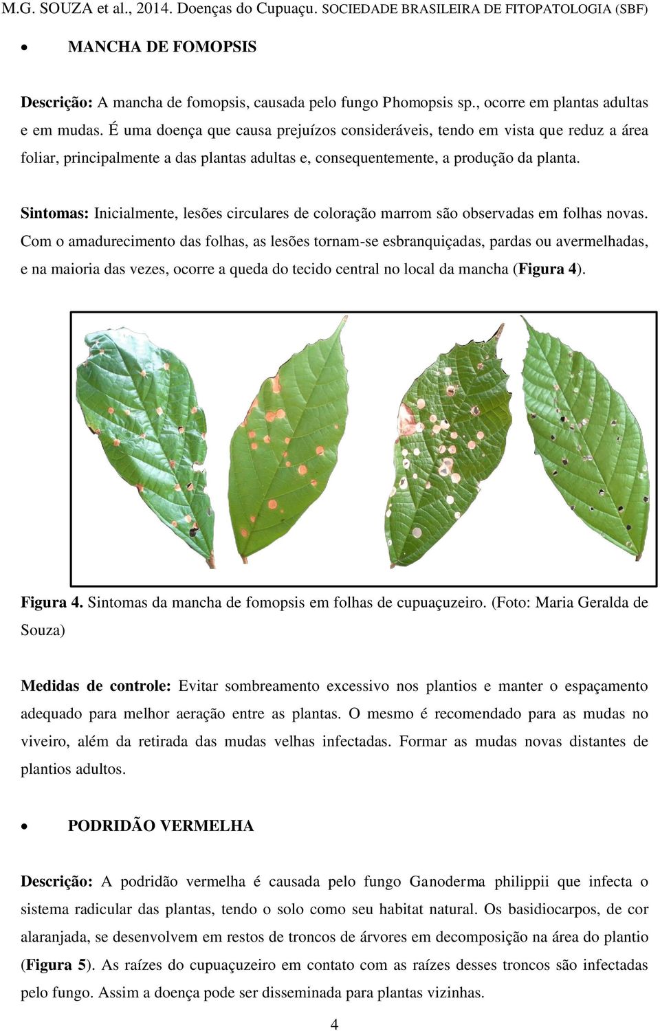 Sintomas: Inicialmente, lesões circulares de coloração marrom são observadas em folhas novas.